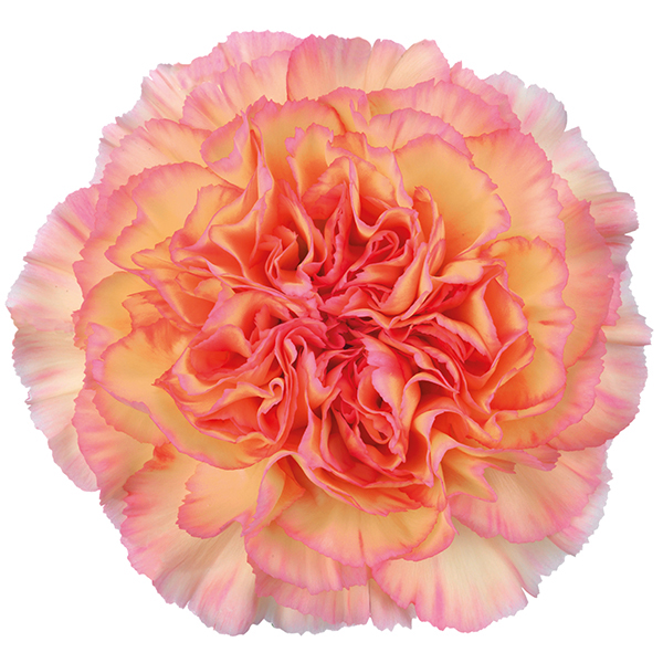 Perpetual Carnation Collection Woolmans