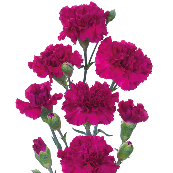 Spray Carnation CollectionWoolmans Flower Plants