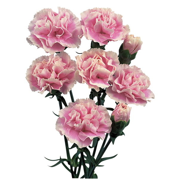 Spray Carnation CollectionWoolmans Flower Plants