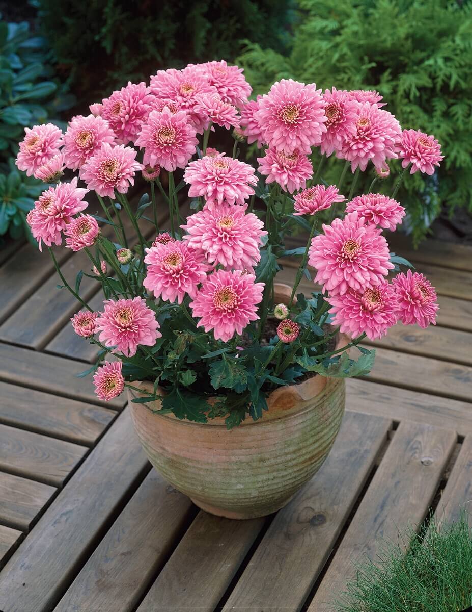 Gompie PinkWoolmans Flower Plants