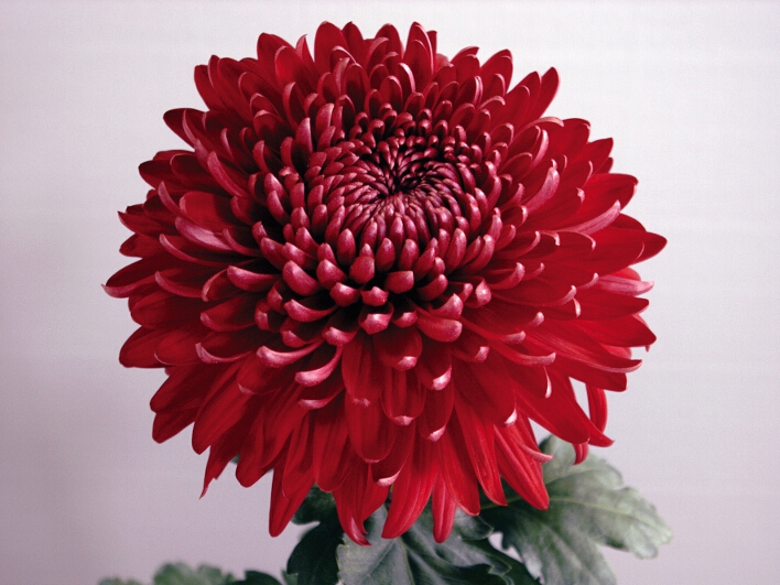 Regal Mist RedWoolmans Flower Plants