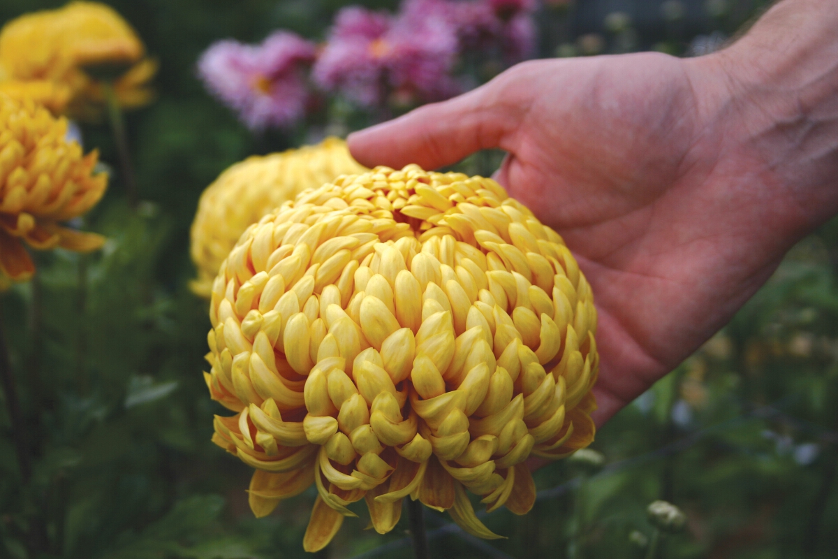 Chrysanthemum Ada EvansWoolmans Flower Plants
