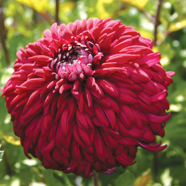 Chrysanthemum Pot Black (Late)Woolmans Chrysanthemums
