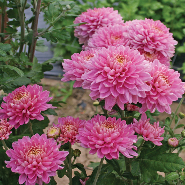 Chrysanthemum Pennine Jane Woolmans Chrysanthemums