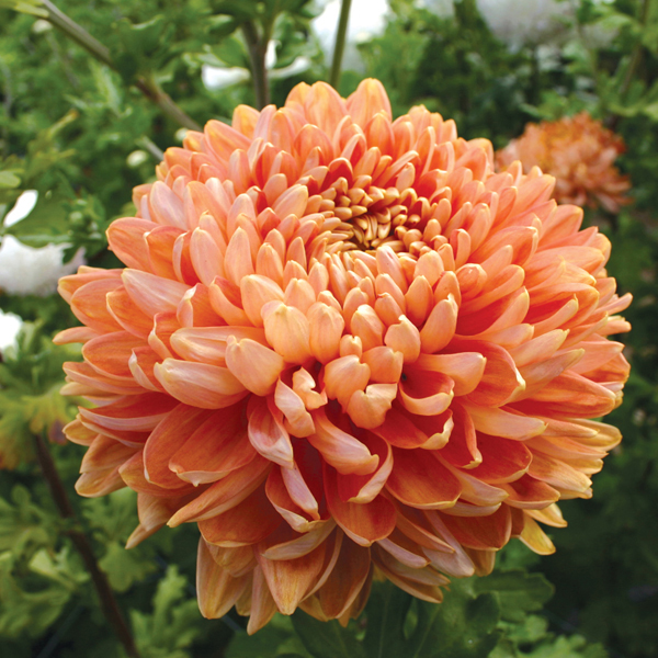 Chrysanthemum Salmon Chessington Woolmans
