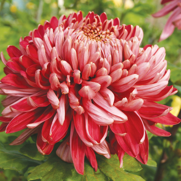 Chrysanthemum Cherry Chessington Plant from Mr Fothergill39;s Seeds and Chrysanthemum Cherry Chessington Plant from Mr Fothergill39;s Seeds and