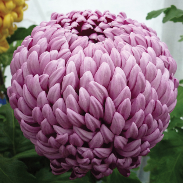 Chrysanthemum 39;Regent39; Early  Woolmans