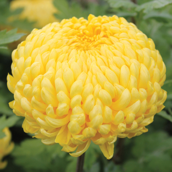 Chrysanthemum Ada EvansWoolmans Chrysanthemums