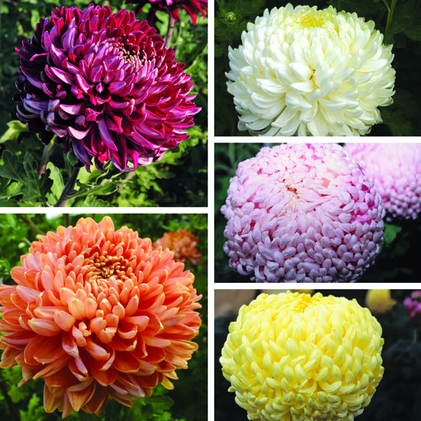 Dartmoor Chrysanthemum 5 Plant Collection (Early) Woolmans