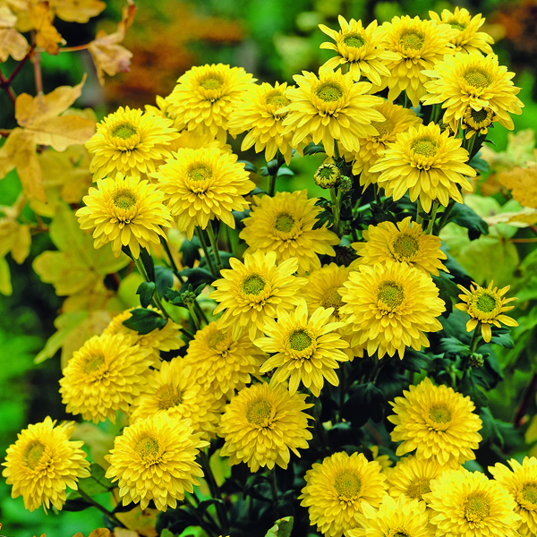 Chrysanthemum 'Beppie Yellow' (Early) Woolmans
