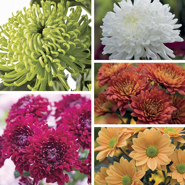 Chrysanthemum Cut Flower Bloom & Spray CollectionWoolmans Chrysanthemums