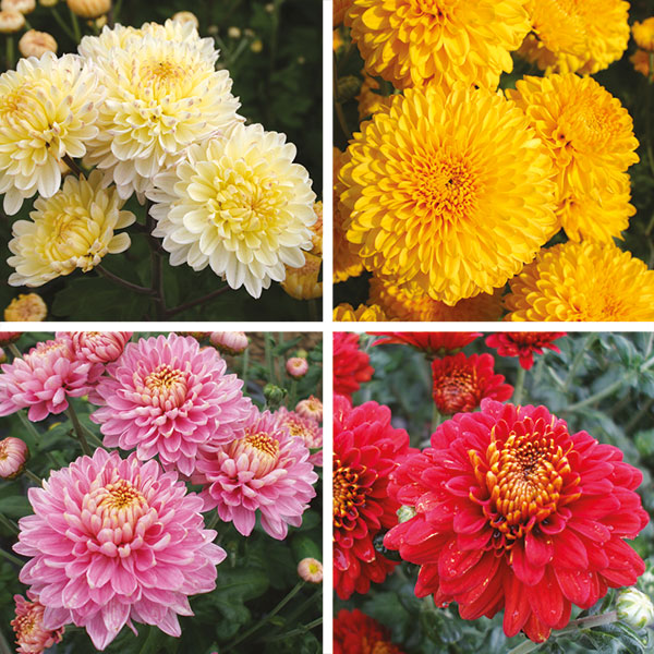 Chrysanthemum Potted Spray Plant Collection from Mr Fothergill's Seeds and Plants