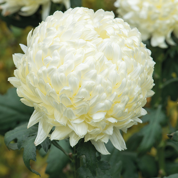 Woolmans Chrysanthemum Fred Shoesmith
