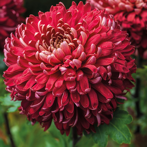 Regal Mist RedWoolmans Chrysanthemums