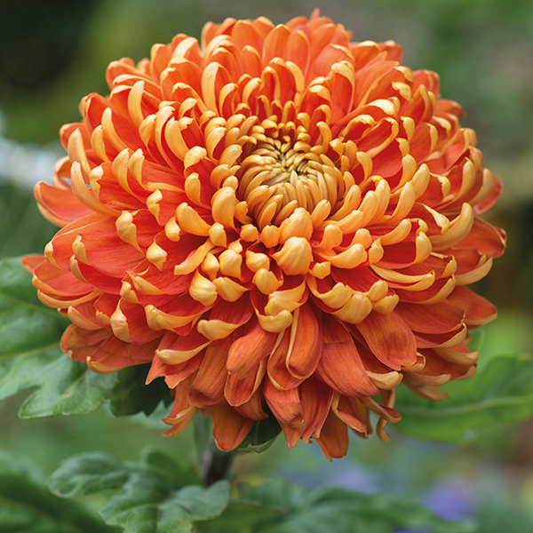 Chrysanthemum Astro Dark Late Woolmans