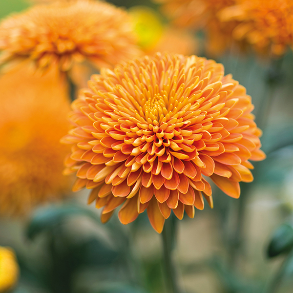 Bronze MargaretWoolmans Chrysanthemums