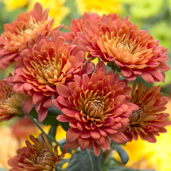 Pompon Red BronzeWoolmans Chrysanthemums