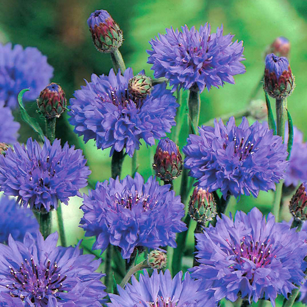 Cornflower Blue Ball PlantsMr Fothergill's Flower Plants