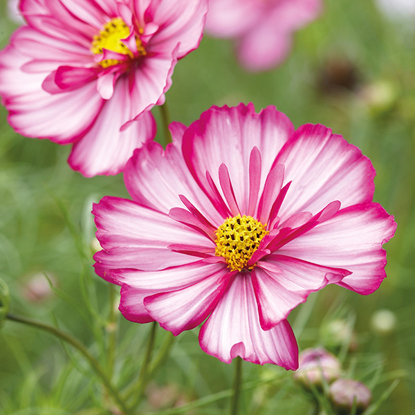 Cosmos Razzmatazz Violet Picotee Flower Plants from DT Brown Seeds