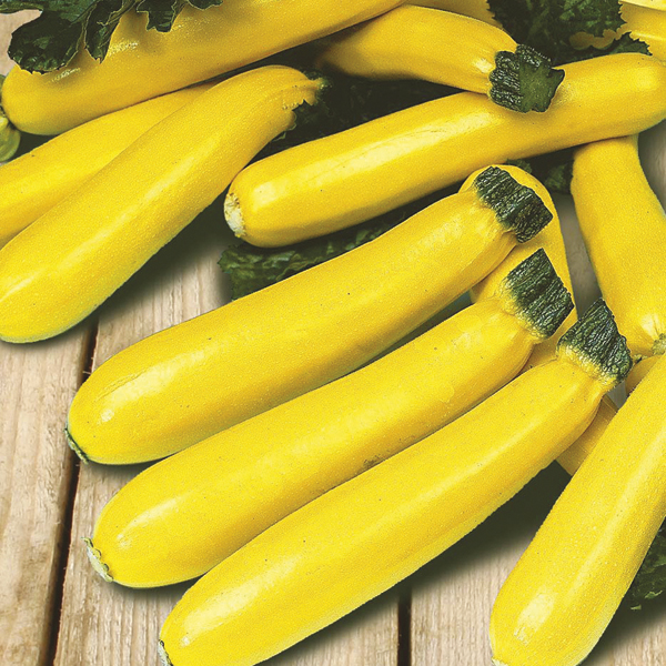 Courgette Plant CollectionD. T. Brown Vegetable Plants