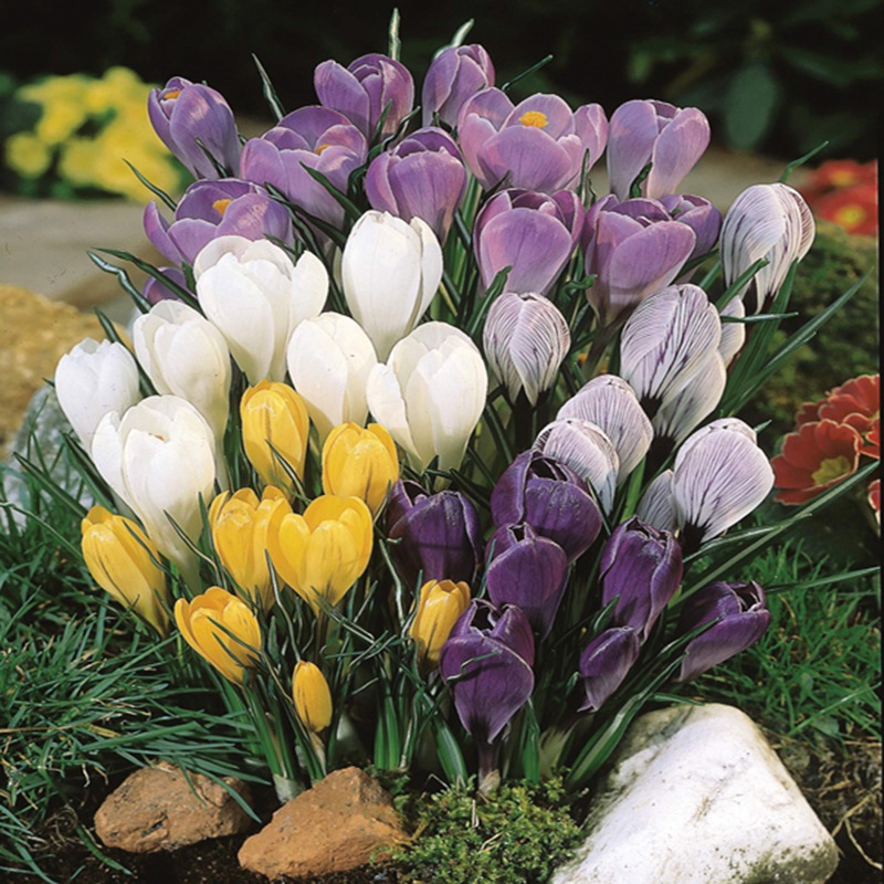 Autumn Planting Crocus Species Flower Bulb Mix from DT Brown Seeds , D