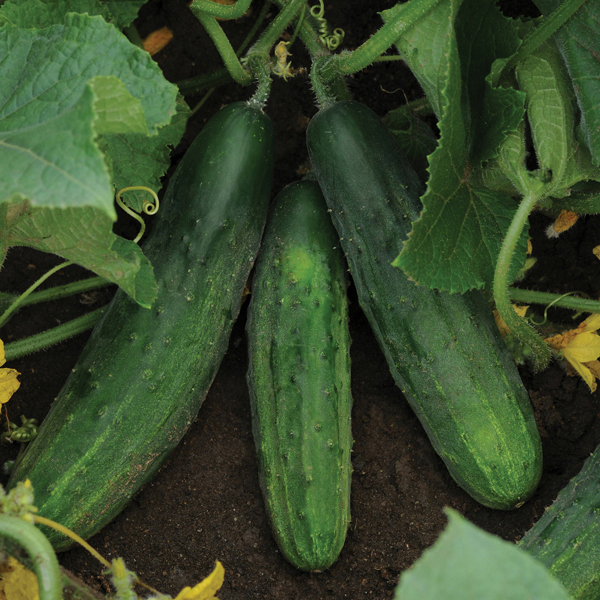 Cucumber Patio Snacker F1 PlantsD. T. Brown Vegetable Plants