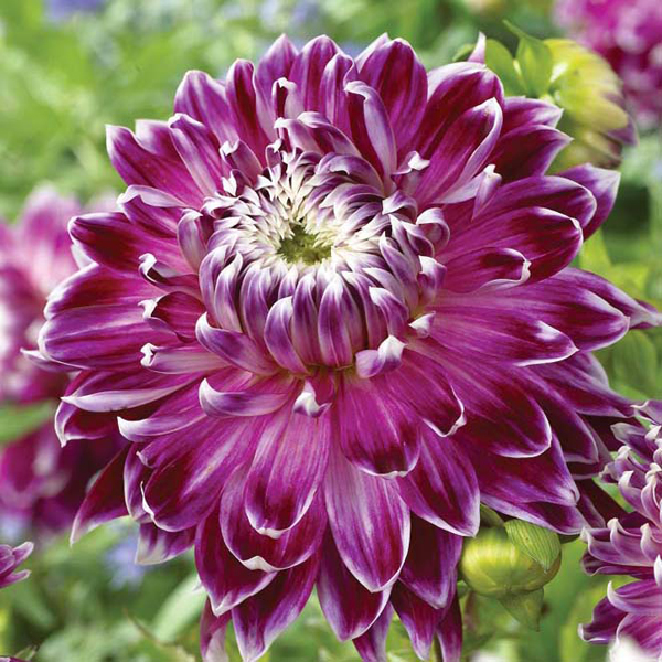 Dahlia Vancouver