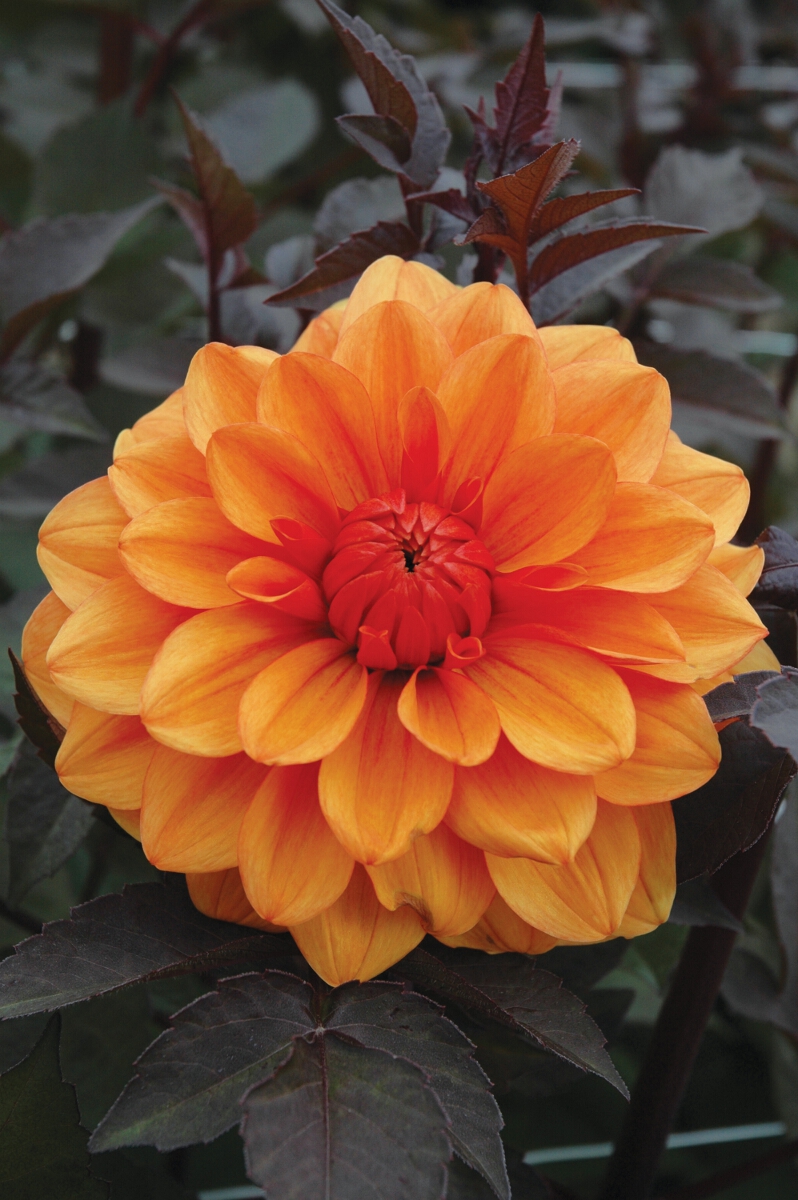 Dahlia David Howard. D.T.Brown Flower Bulbs