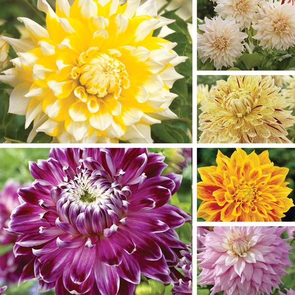 Dahlia Dinner Plate Collection
