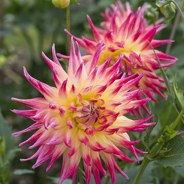Dahlia 'Electric Flash' 3 Tubers Woolmans