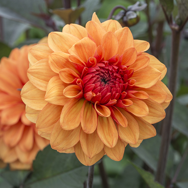 Dahlia David Howard AGM DecorativeWoolmans Flower Bulbs