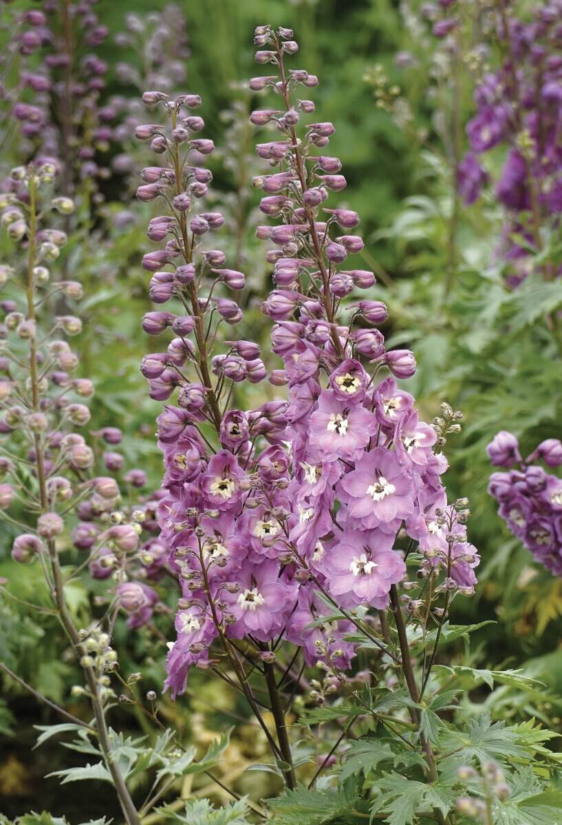 Delphinium Centurion Rose Woolmans Flower Plants