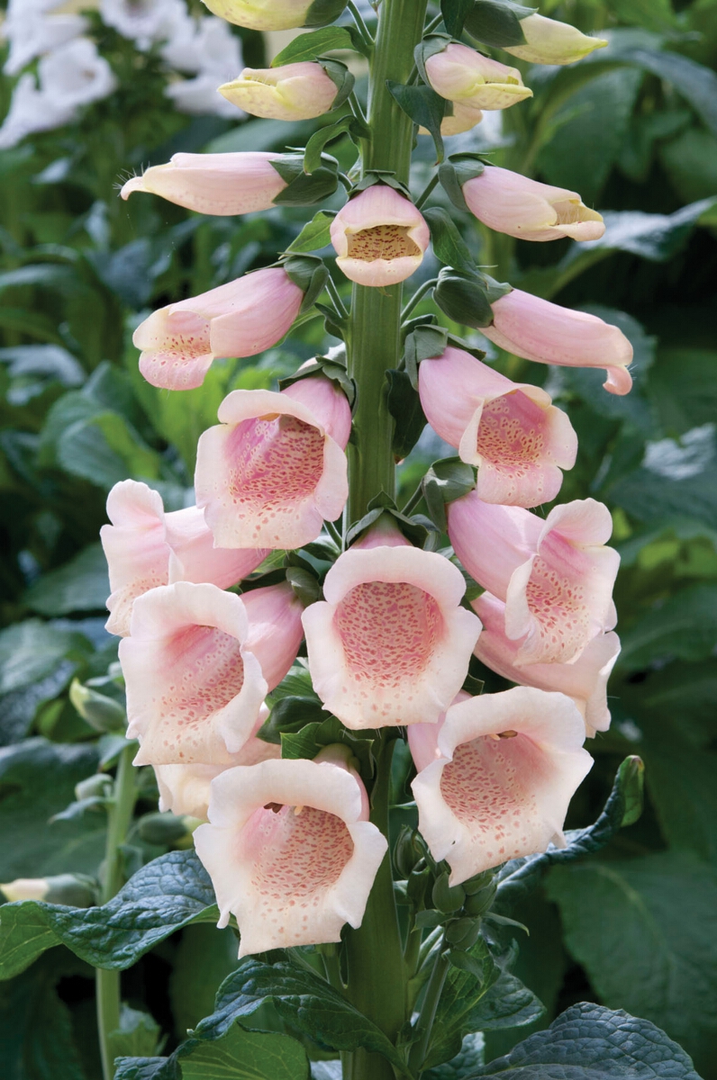 Digitalis Dalmatian PeachMr Fothergill's Flower Plants