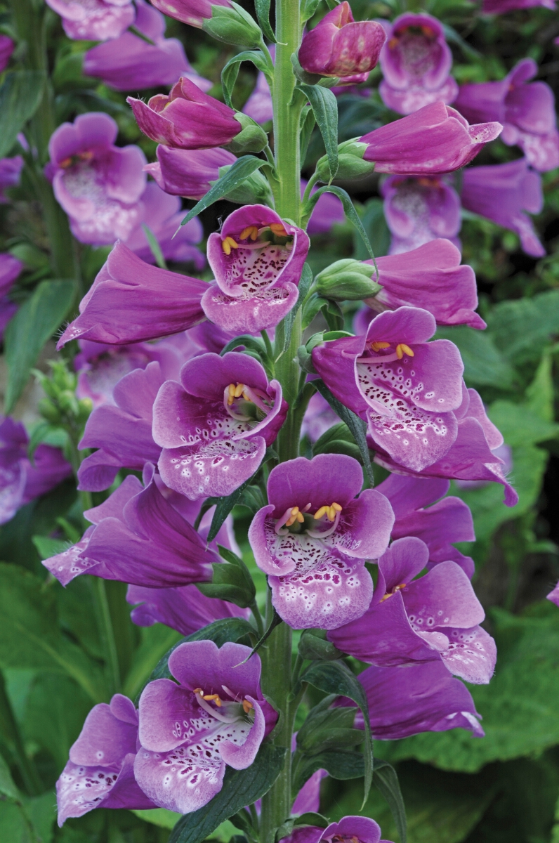 Digitalis Dalmatian Purple Woolmans