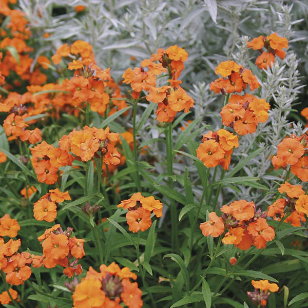 Erysimum Collection Wallflowers from Woolmans