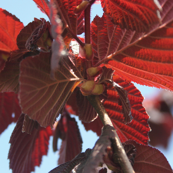 Nut Red Filbert Tree from Mr Fothergill's Seeds and Plants