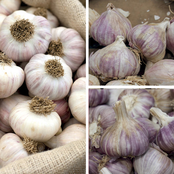 Heritage Garlic Bulb Collection from DT Brown Seeds