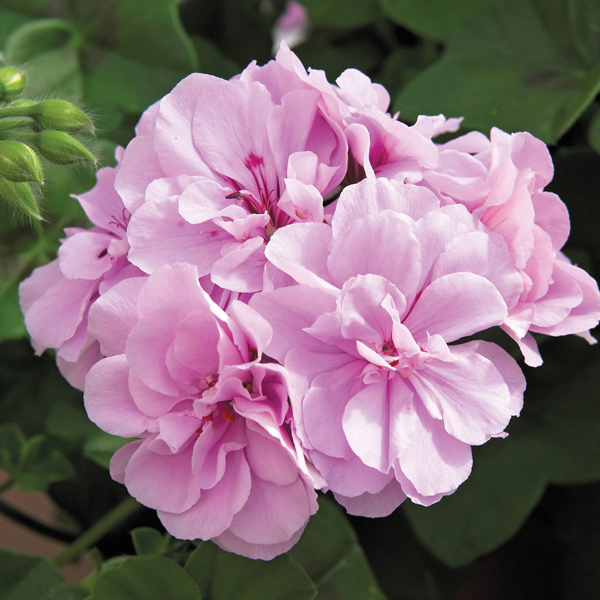 Geranium Royal Lavender PlantsMr Fothergill's Flower Plants