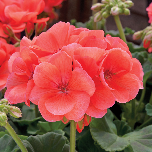 Geranium Zonal Designer Salmon Flower Plants from D. T. Brown Seeds