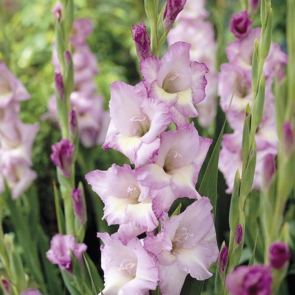 Gladiolus Belladonna Garden Flower Bulbs from DT Brown Seeds