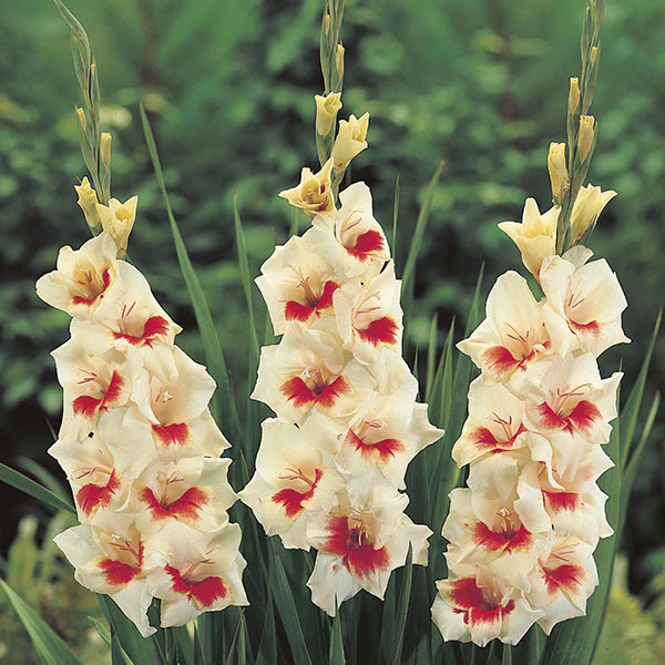Gladiolus Mary Housley Garden Flower Bulbs from DT Brown Seeds