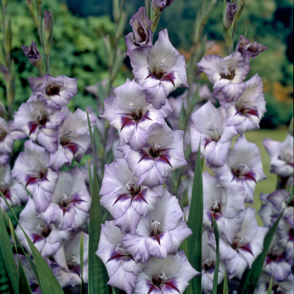 Gladiolus Vera Lynn Garden Flower Bulbs from DT Brown Seeds