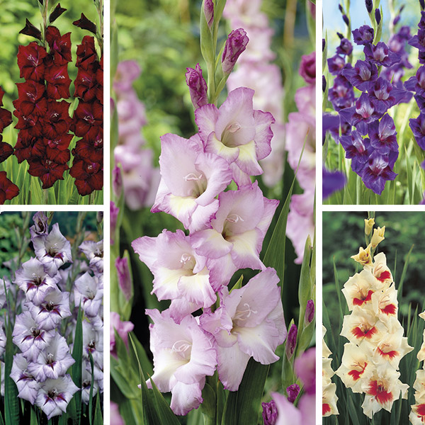 Gladiolus Garden Flower Bulbs Collection from DT Brown Seeds