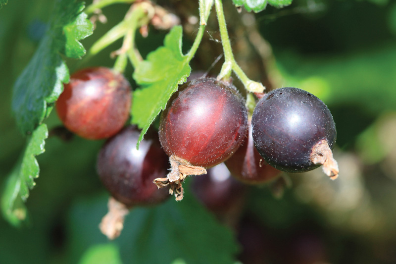 grape variety for red wine