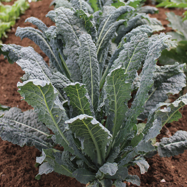 Kale Nero di Toscana PlantsMr Fothergill's Vegetable Plants