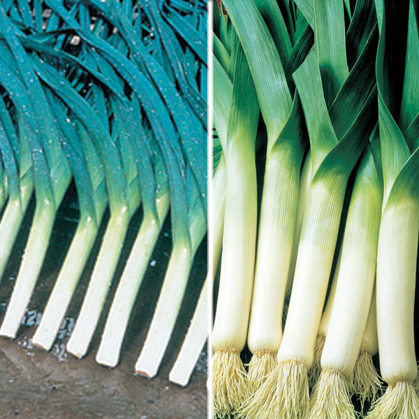 Leek Plant Collection from D. T. Brown Seeds