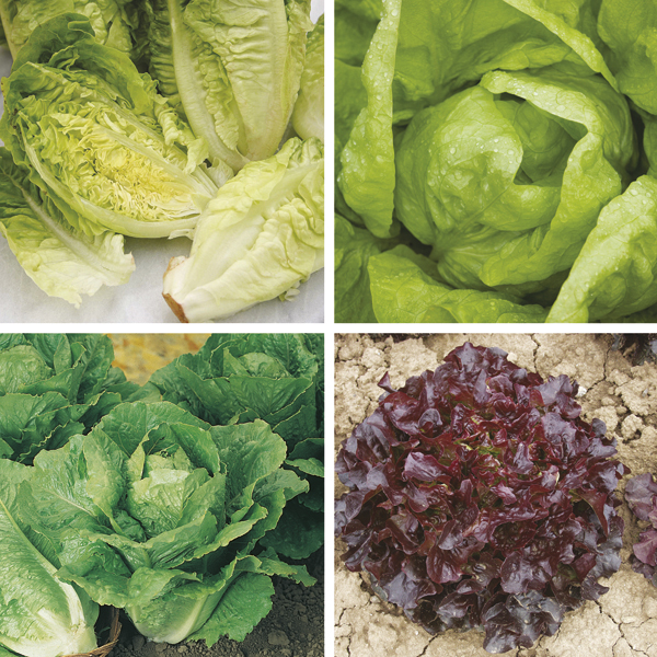 Winter Lettuce Plant Collection Vegetable Plants from D.T.Brown