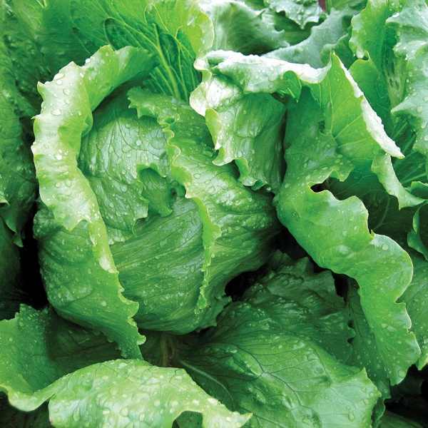 Iceberg Lettuce Antartica Seeds From D.T. Brown