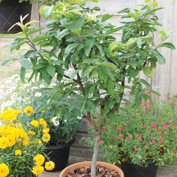 Sibley's Patio Medlar Tree from Mr Fothergill's Seeds and Plants