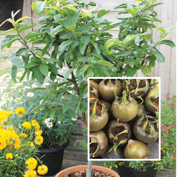 Medlar Sibley’s Patio Fruit TreeD. T. Brown Fruit Trees
